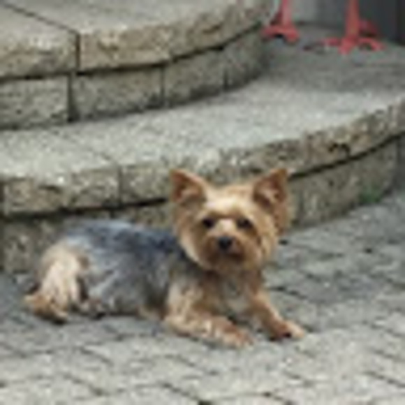 Meet your Posher, Denise - Picture 1 of 1